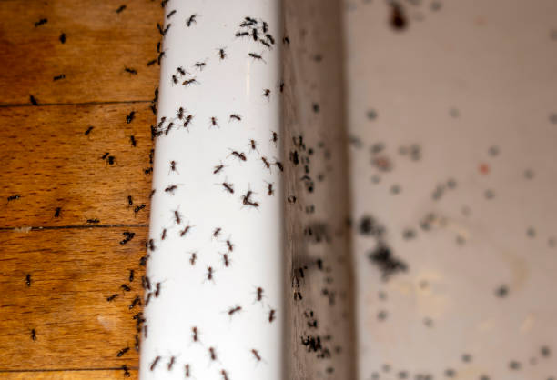 Best Mosquito Control Services  in Baldwin City, KS