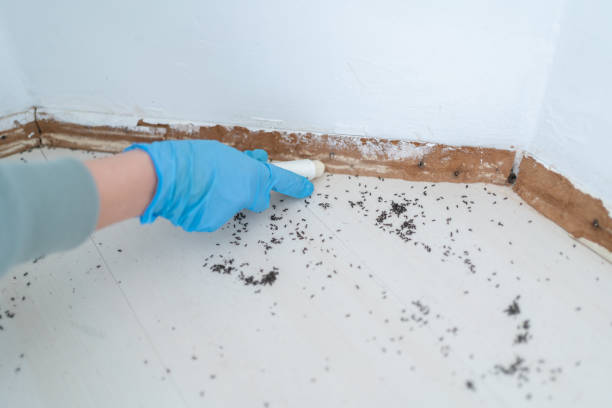 Best Emergency Pest Control  in Baldwin City, KS
